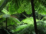 Varen palm
