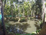 Kerala backwaters