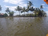 Kerala backwaters