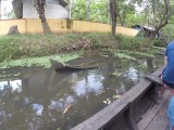 Kerala backwaters