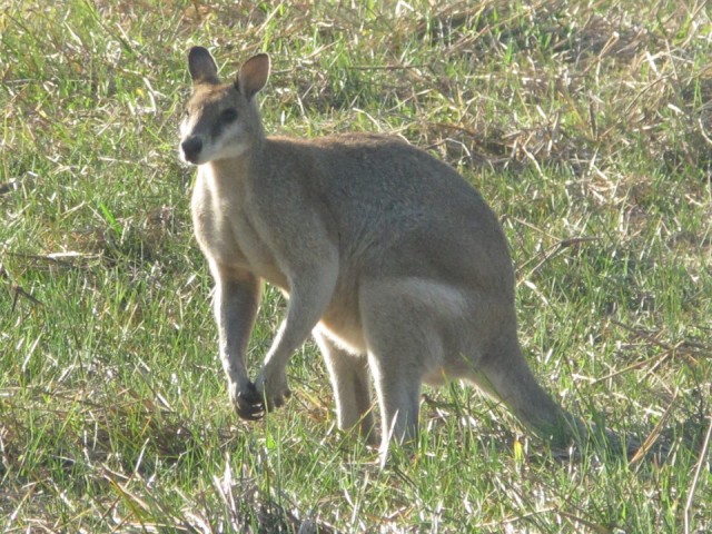 Eerste kangaroo