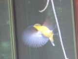 Honeybird