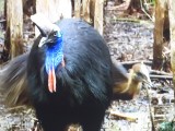 Cassowary