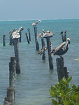 Pelikanen aan de kust van Caye Caulker