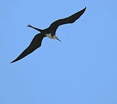 Fregat vogel