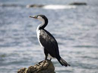 Shag.  Kustvogel