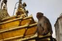 Monkey Temple Swayambhunath