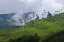 Valle de Cocora met haar waxpalmen, adembenemend.