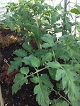 Moestuinjournaal van Christa
