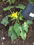 Moestuin Journaal twee