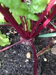Moestuin Journaal drie