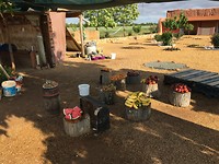 fruit oase