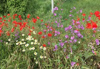 Kleuren