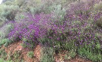 spaanse lavendel