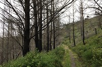 brand