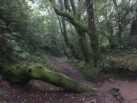 pude bomen