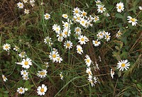 spaanse . Margriet