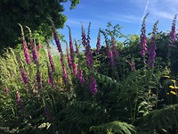 veel lupine