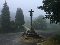 Onderweg in dennenbos