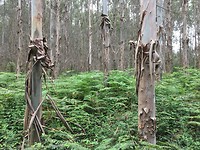 Eucalyptus