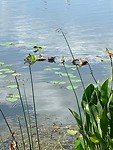 Schildpadje