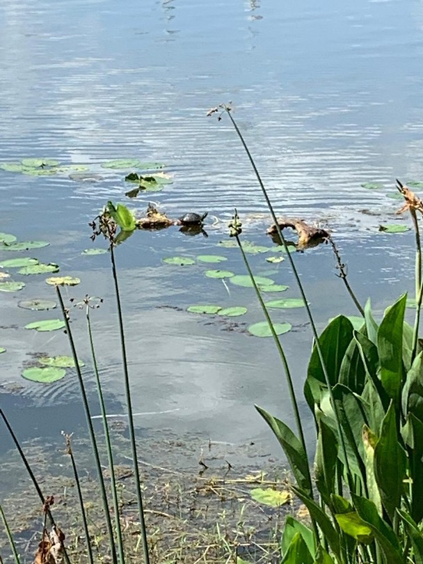 Schildpadje