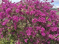 De bougainville