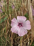 Mooie bloemenmengels