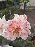 Prachtige rozen
