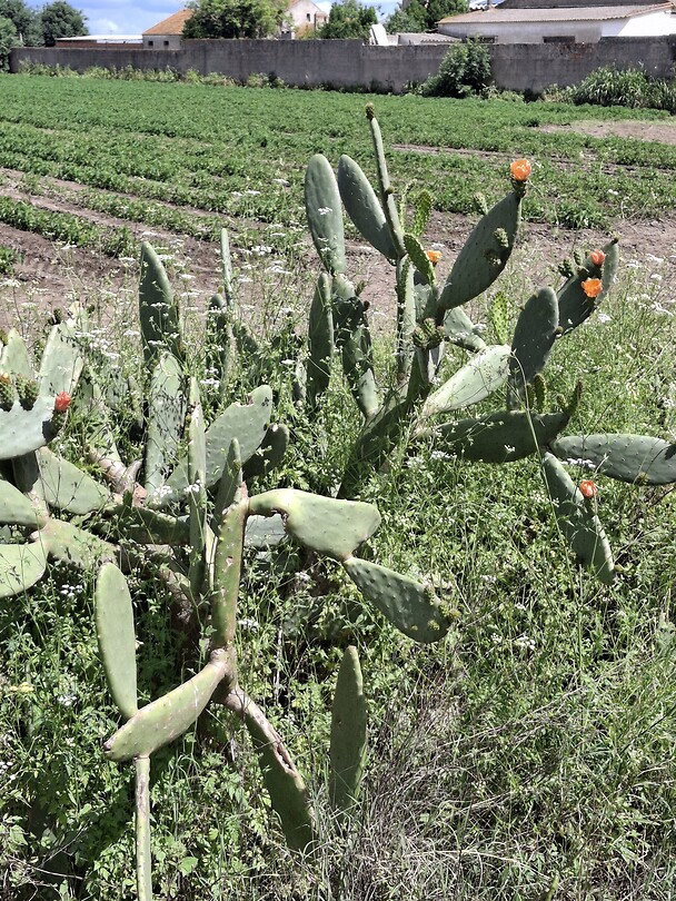Cactus