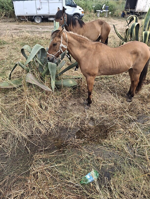 Veel paarden