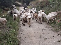 Kudde schapen