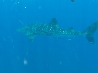 Whale Shark