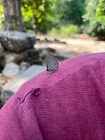 IMG_7994