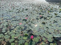IMG_8137