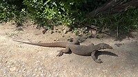 IMG_5333