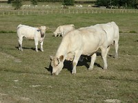 CIMG0871