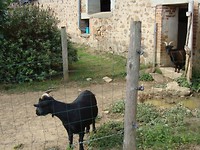 bok