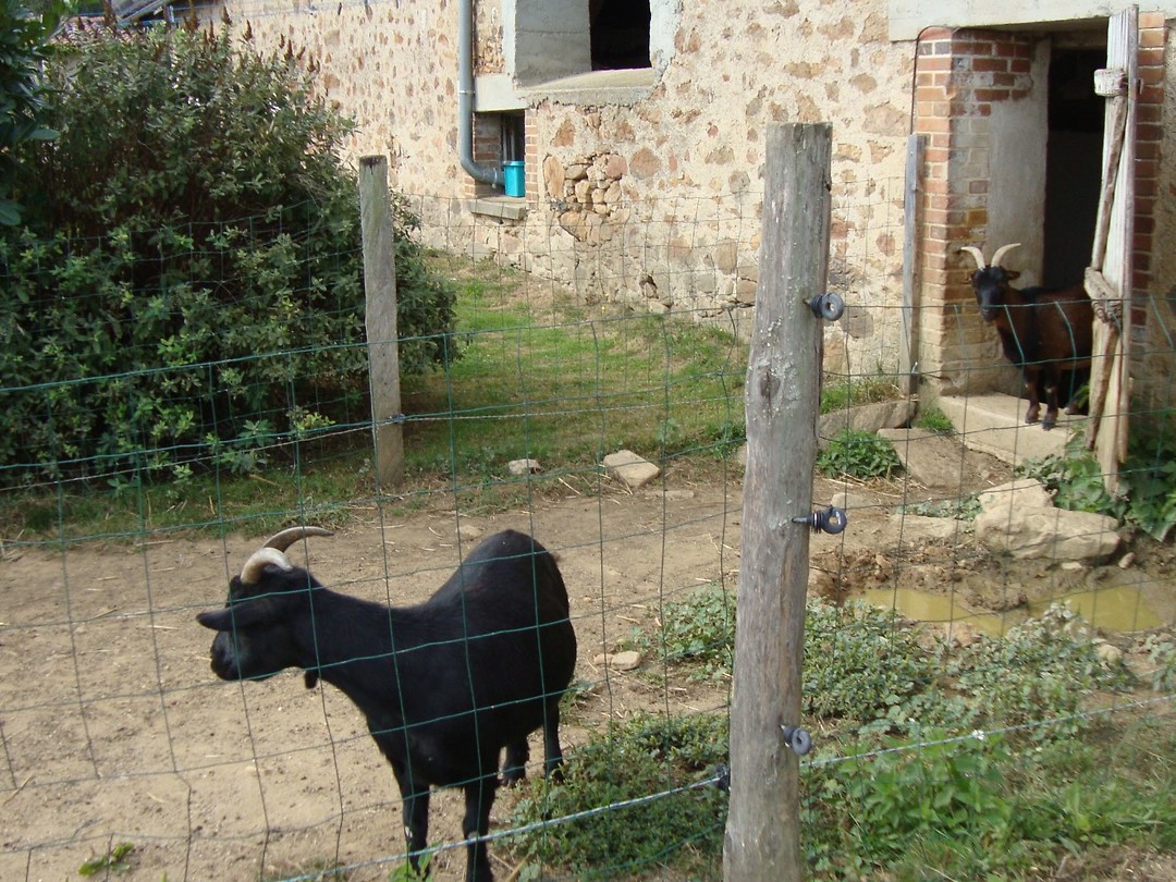 bok