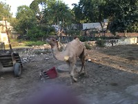 Loslopende drommedaris, hier Camel genoemd