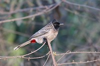 Vogels spotten tijdens safari