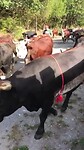 Transhumance, koeienoptocht van zomerweide naar stal