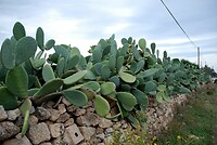 Hagen van grote cactussen