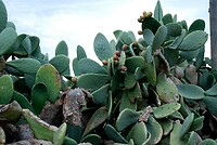 Gratis cactusvijgen plukken
