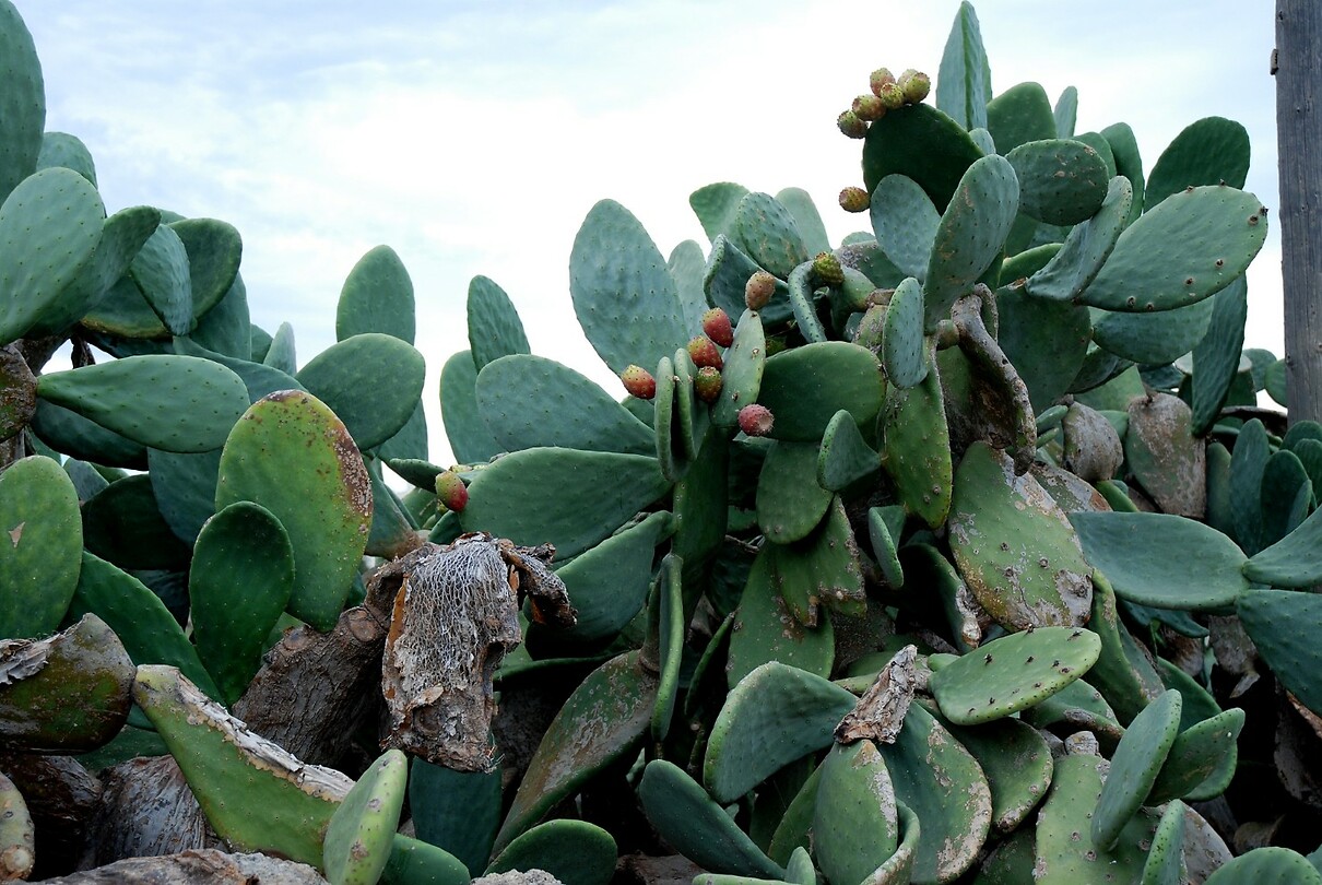 Gratis cactusvijgen plukken