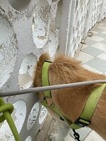 Haku is nieuwsgierig