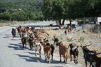 OUPS geiten op de weg
