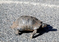 OUPS schildpad op de weg