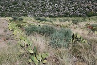 Cactus-plantage