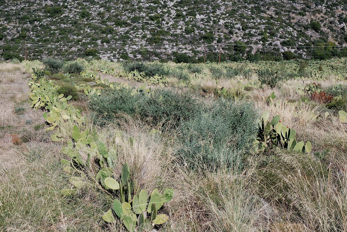 Cactus-plantage